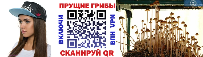 Галлюциногенные грибы Cubensis  Купить  Одинцово 